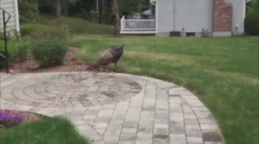 Thumbnail image for Glitzy Gourmet -Summer Quiche