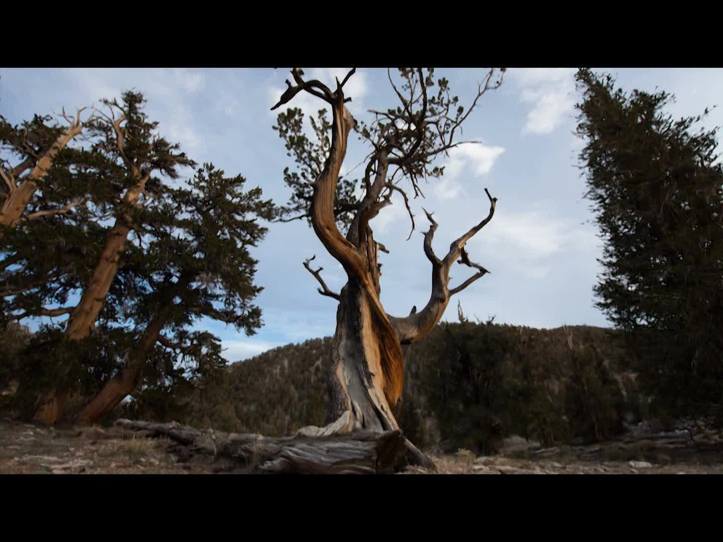 Thumbnail image for Amazing Facts - Coronation of the King P1