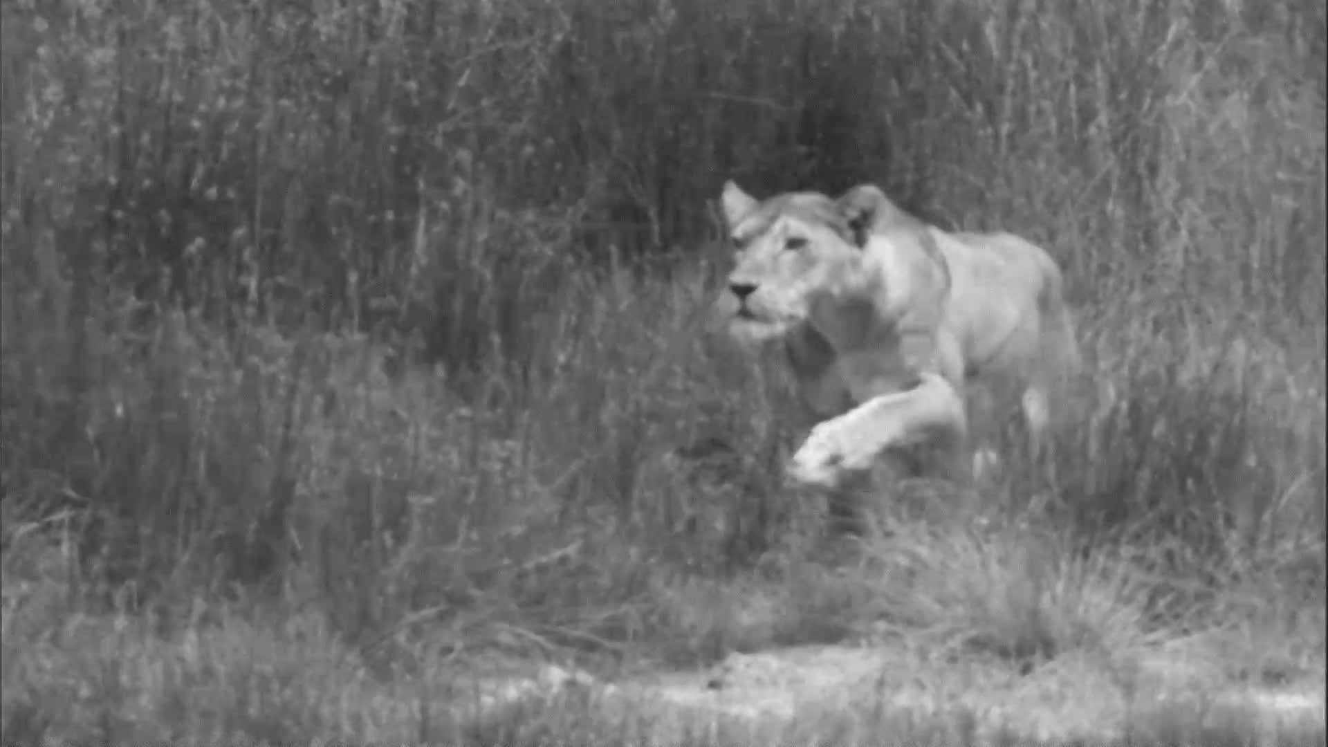 Thumbnail image for Amazing Facts - The Prince of Pride p2