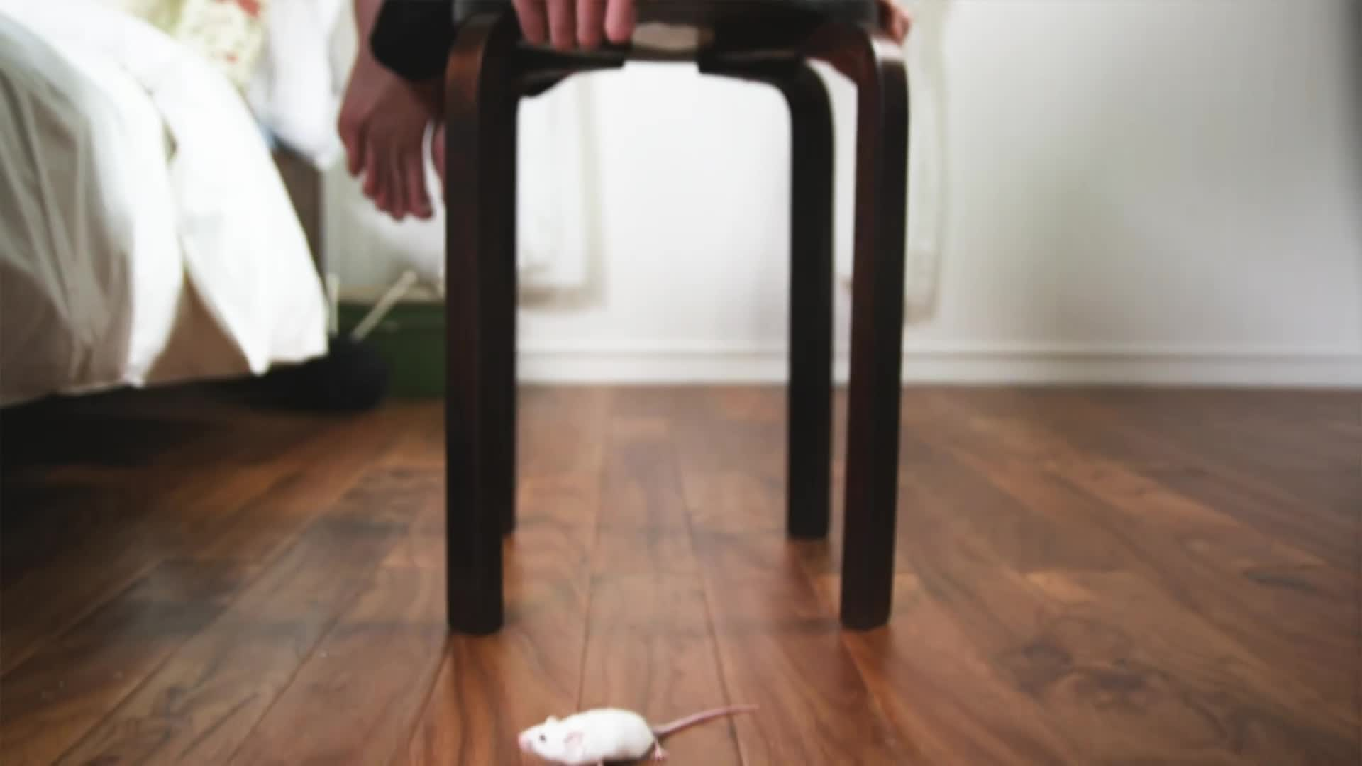 Thumbnail image for Amazing Facts - Commands of the King Part 1