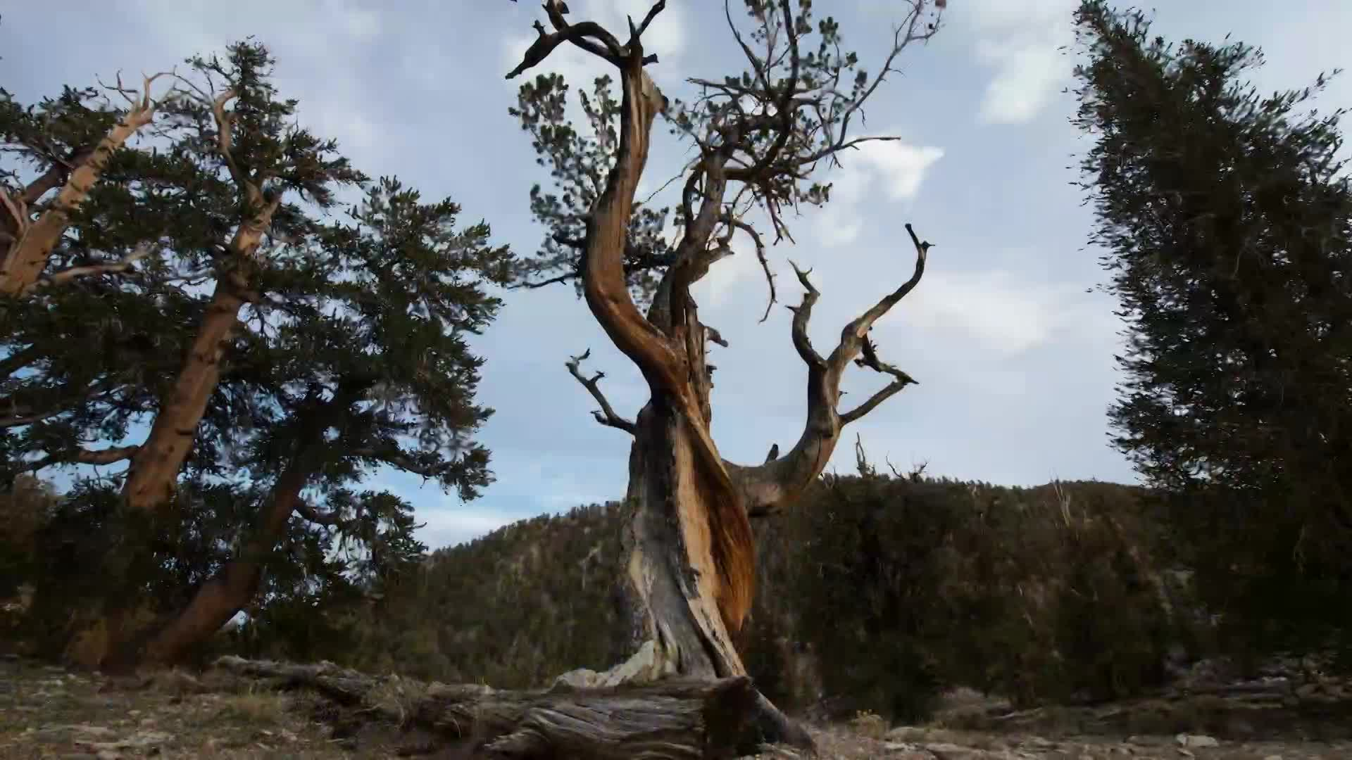 Thumbnail image for Amazing Facts - Signs of the Coming King, Pt 1